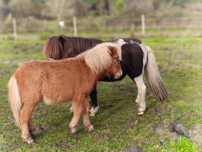 Shetland 1 à 3 ans 