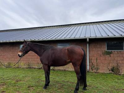 Cheval 5 ans x chrome d'ivraie