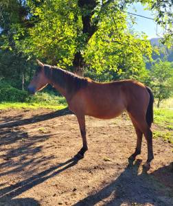 Pouliche 2ans wk/wpb par le tot de semilly