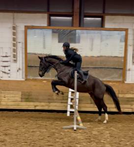 Hongre noir de 6 ans très amateur cso cce dr