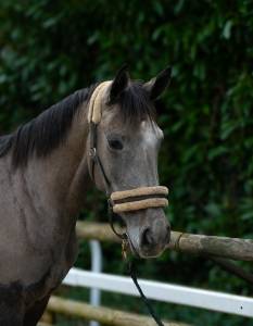 Top jument grise de 4ans fille de malito de rêve 