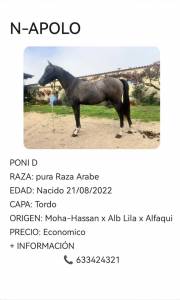 Poni pra