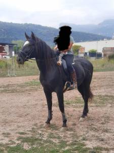 Cheval espagnole 