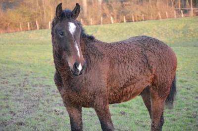 Mystik hawk  of spirit (cheval curly)