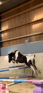 A vendre pepito poney polyvalent 9  ans