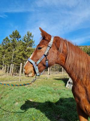 Très gentil oldenburger 2 ans