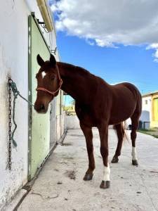 Hannoveriano de 8 años en venta doma clasica
