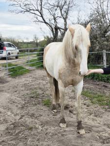 Cheval pie palomino 