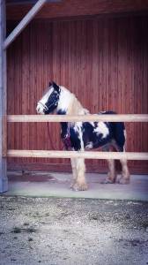 Jument irish cob - 5 ans