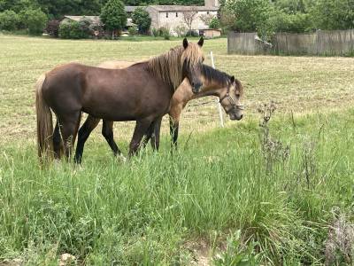 Très jolie ponette welsh cob plein papier 