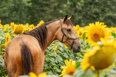 Hongre 3 ans kwpn x iberique ( cde)