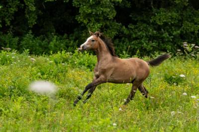 Hongre arabo - camargue  dsa 1 an 