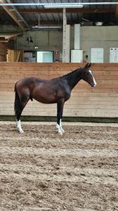 Poulain 2 ans dressage 