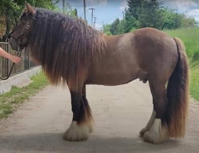 Superbe etalon irish cob approuvé