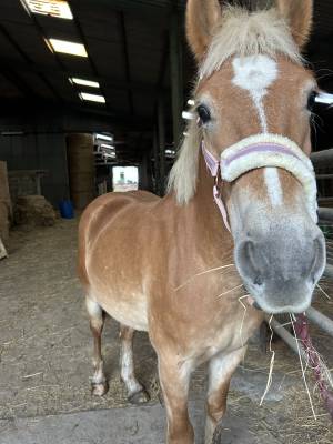 Ponette haflinger 