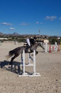 Caballo de salto 6 an̈os