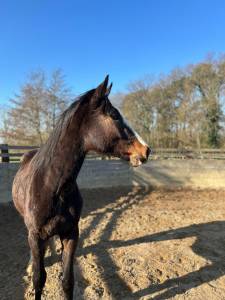 Poulain hongre sf 3 ans