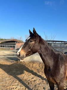 Poulain hongre z de 3 ans