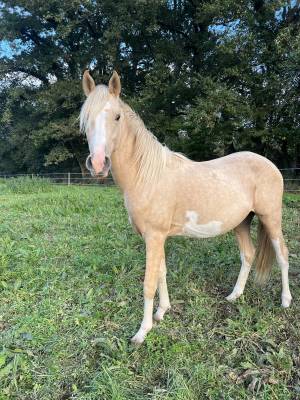 Magnifique poney de sport palomino sabiano