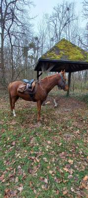 Hongre pour loisirs, promenade,endurance 