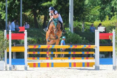 Vendesi cavallo belga
