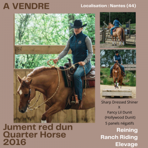 Jument quarter horse reining / ranch riding