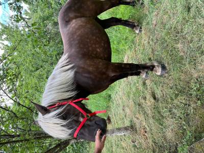 Trait contoise à vendre - 13 ans