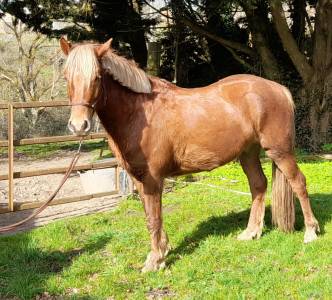 Poney hongre 4 ans 146 cms