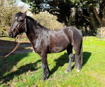 Poney connemara 4 ans 140 cms