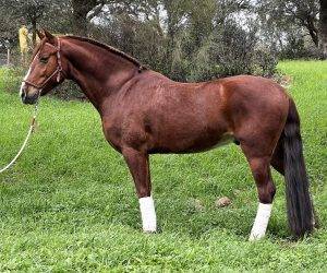 Yaki: joli cheval pour le dressage et la balade