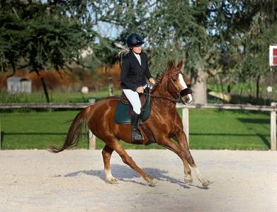 Poney hors taille