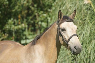 Ponette prête pelite