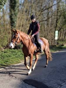 Jument dressage oldenburg