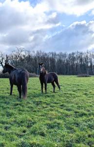 Yearling pfs smoky black 