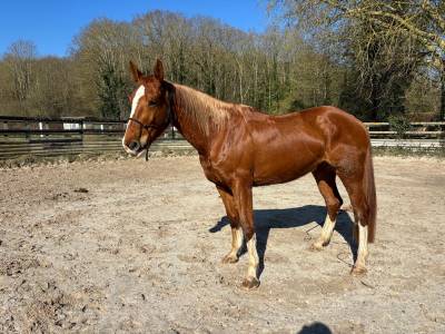 Yegua caballo de silla en venta 2020 alazán por querlybet hero