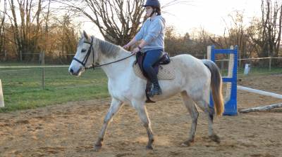 Vends poney oncp femelle 1m57 11ans