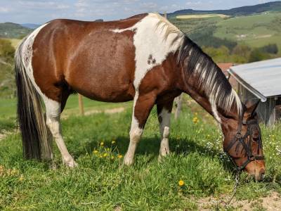 Guinness – hongre polyvalent de 9 ans