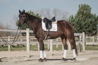 Hongre - 5 ans - oldenbourg - dressage 