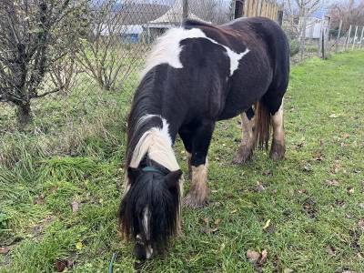 Gypsy cob - pouliche 2,5 ans