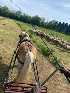 Poney haflinger attelé & monté