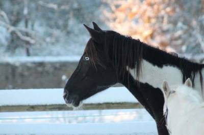 Jeune appaloosa/paint