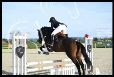 Hongre 8 ans pour cso et loisir 