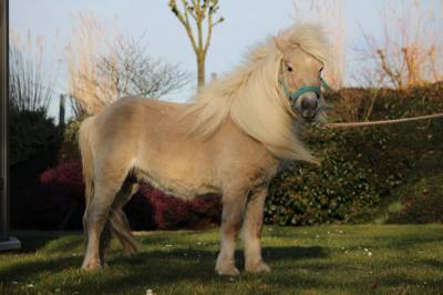 Poney shetland à vendre
