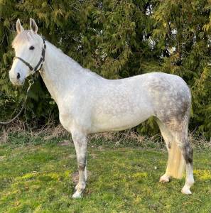 Poulinière sbs de 7 ans (greco sitte x ugano sitte )