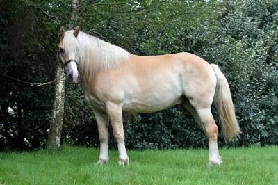 Cheval de club attachant - haflinger pp