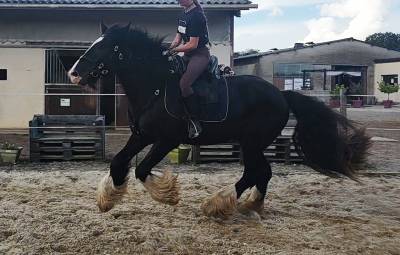 Irish cob pp 158 hongre 4 ans