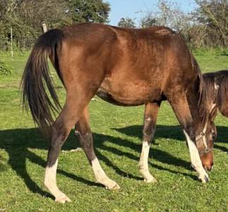 Jeune cheval 2 ans sf repro / compagnie