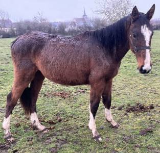 Jeune cheval 2 ans sf repro / compagnie