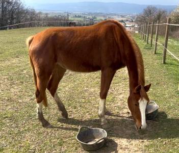 Jument 3 ans chacco white 