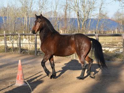 Hongre frison x lusitanien 6 ans